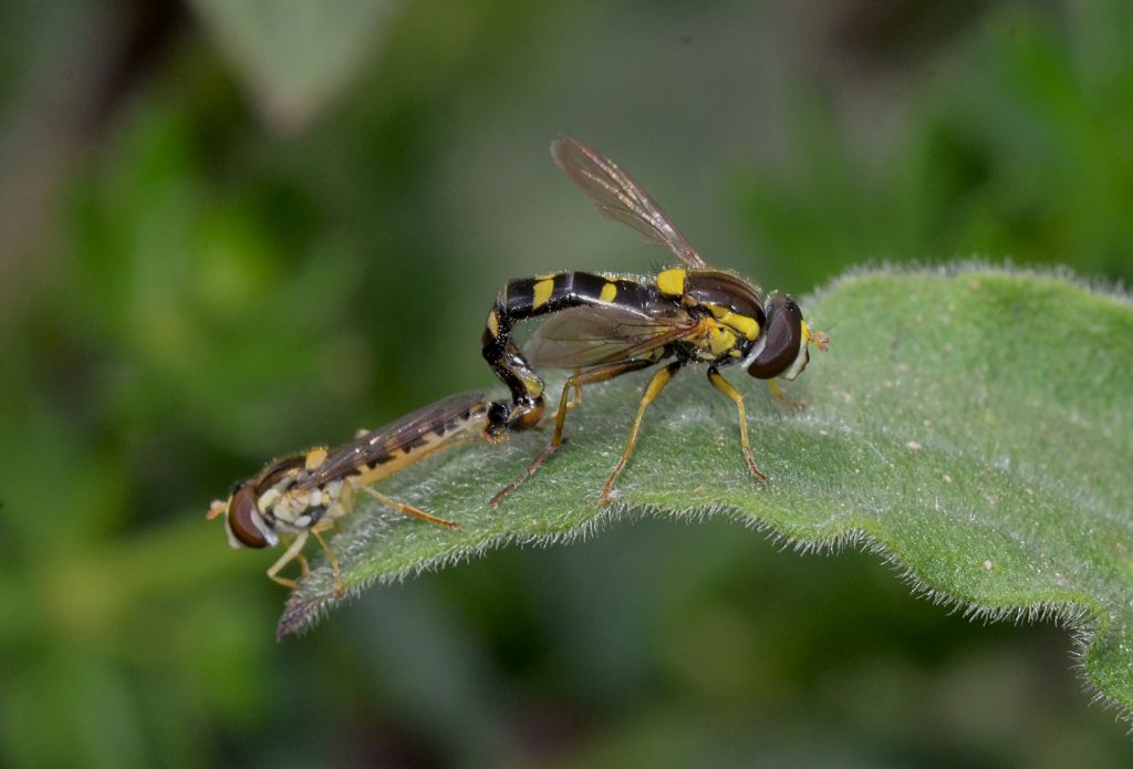 Sphaerophoria sp. (Syrphidae)